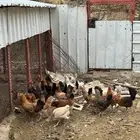 للبيع دجاج بلدي