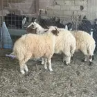 خرفان نعيم فاخر