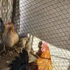 دجاجة بلدية مفرخه