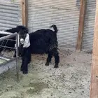 جمده عمرها 6 شهور عارضيه