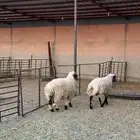 ذبايح القيصومه