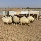 لبيع رخال نعيم