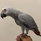 فرخ كاسكو اليف و متكلم في الوجه ثلجي فاتح تم البيع
