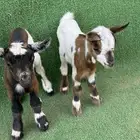 ماعز قزم جوز أمريكي تشيكي