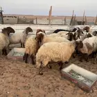 غنم نعيم جبار و لون