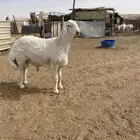 مشروع فحل حري حرش صنف فاخر معرف