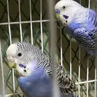 العرض جوزين طيور حب منتجات الموقع القريات