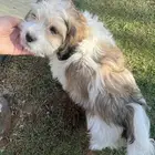 كلب للبيع العمر شهرين ونص