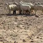 غنم نجد بيض للبيع ثلاث مضاريع كلهن جذعات وحده رباع العدد 8