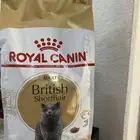 اكل قطط