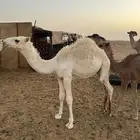 قعود