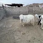 طلي فحل كجلا باكستاني