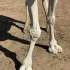 ناقه عفراء للبيع ضروبه مفرده حاشي