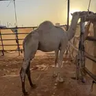 قعود للبيع