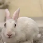ارنب ذكر ابيض