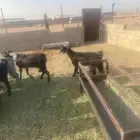 عدد56 عنز مع فحولها 42 عنز شامية 14 عنز عارضيةاصل بفحولها