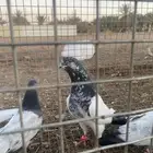 زوج بكستاني تيدي
