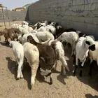 تم البيع