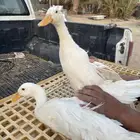 بط بكيني