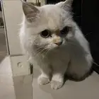 قطة منزل ضايعة