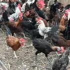 ديوك