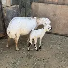 رفيديه متبع بخروف