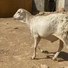 رفيدي فل الفل