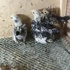 صوص سبرايت نحاسي وشبابي
