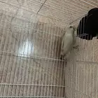 للبيع انثى روز منتجه