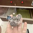 بادجي فروخ طيور حب