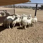 بهم