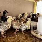 صيصان