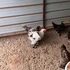 دجاج براهما بياض