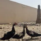 للبيع بط مسكوفي