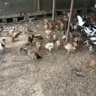 ديوك للبيع