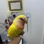 روز تربية