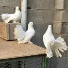 رقصي هندي   بغدادي