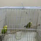 طيور البادجي الوان نادره جدا