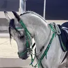 حصان شعبي شيخ