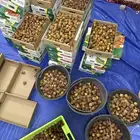 تمور
