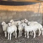 خرفان ذبائح حرية