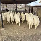 طليان جبره ضحايا (تم البيع)