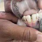 رخل ثنيه