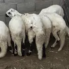 سواكن بلديه هجين مرآبي