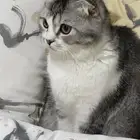 قطين سكوتش فولد للتبني