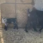 عنز عارضيه تحتها جفره