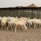 البيع رخال رفيديه مراح واحد ماشاءالله