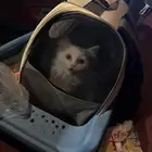 قط شيرازي
