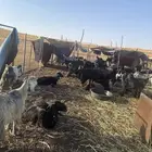بيع معزاء ونجد