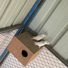 روز البينو